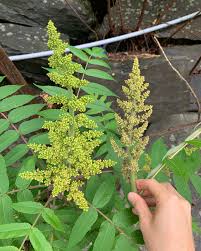 Attēlu rezultāti vaicājumam “Rhus typhina flower”