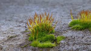 Attēlu rezultāti vaicājumam “Ceratodon purpureus sporophyte”