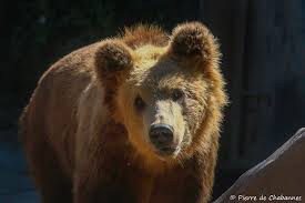 Attēlu rezultāti vaicājumam “Ursus arctos”