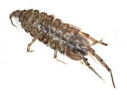 Attēlu rezultāti vaicājumam “Asellus aquaticus”