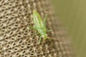 Attēlu rezultāti vaicājumam “Blepharidopterus angulatus imago”