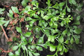 Attēlu rezultāti vaicājumam “Asplenium ruta-muraria”