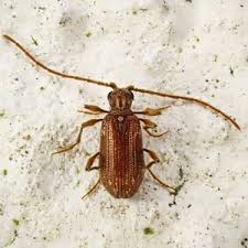 Attēlu rezultāti vaicājumam “Ptinus sp. male”