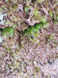 Attēlu rezultāti vaicājumam “Dicranella heteromalla sporophyte”