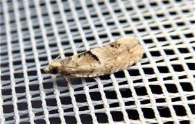 Attēlu rezultāti vaicājumam “Epinotia bilunana”