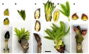 Attēlu rezultāti vaicājumam “Fraxinus excelsior bud”