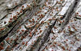 Attēlu rezultāti vaicājumam “Hertelidea botryosa”