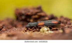 Attēlu rezultāti vaicājumam “Bitoma crenata”