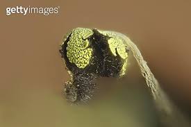 Attēlu rezultāti vaicājumam “Physarum viride var. aurantium”