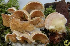 Attēlu rezultāti vaicājumam “Skeletocutis amorpha”