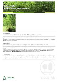 Attēlu rezultāti vaicājumam “Salix triandra fruit”