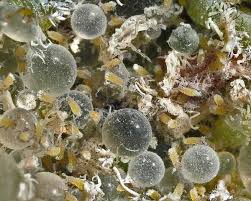 Attēlu rezultāti vaicājumam “Prociphilus xylostei”