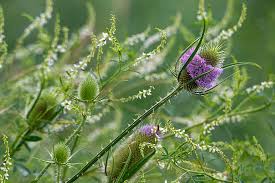 Image result for Dipsacus silvestris