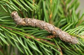 Attēlu rezultāti vaicājumam “Odontopera bidentata”