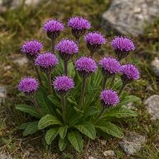 Attēlu rezultāti vaicājumam “Saussurea esthonica”