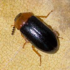 Attēlu rezultāti vaicājumam “Tetratoma fungorum”