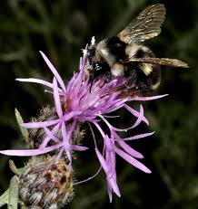 Attēlu rezultāti vaicājumam “Centaurea stoebe fruit”