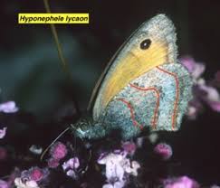 Attēlu rezultāti vaicājumam “Hyponephele lycaon male”