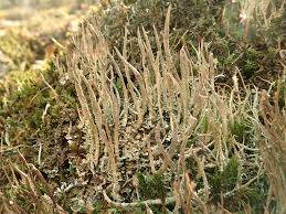Attēlu rezultāti vaicājumam “Cladonia cornuta”