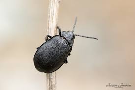 Attēlu rezultāti vaicājumam “Galeruca tanaceti”