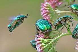 Attēlu rezultāti vaicājumam “Cetonia aurata imago”