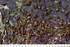 Attēlu rezultāti vaicājumam “Acaulon muticum”