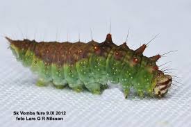 Attēlu rezultāti vaicājumam “Drepana falcataria”