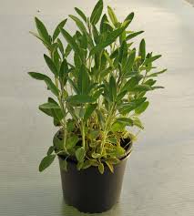 Image result for Salvie