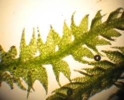 Attēlu rezultāti vaicājumam “Cladopodiella francisci macro”