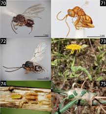 Attēlu rezultāti vaicājumam “Aulacidea hieracii”
