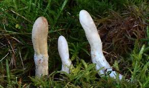 Attēlu rezultāti vaicājumam “Podostroma leucopus”