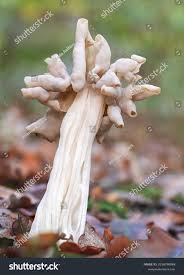 Attēlu rezultāti vaicājumam “Helvella atra”