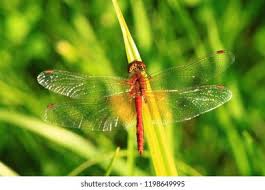 Attēlu rezultāti vaicājumam “Sympetrum flaveolum”