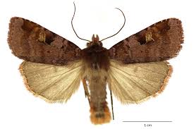 Attēlu rezultāti vaicājumam “Diarsia brunnea”