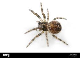 Attēlu rezultāti vaicājumam “Larinioides cornutus”