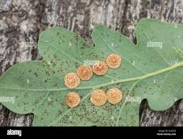Attēlu rezultāti vaicājumam “Neuroterus quercusbaccarum”
