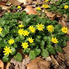 Attēlu rezultāti vaicājumam “Ficaria verna leaf”