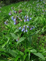 Attēlu rezultāti vaicājumam “Symphytum asperum leaf”