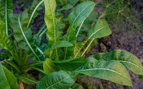 Image result for Zichorie