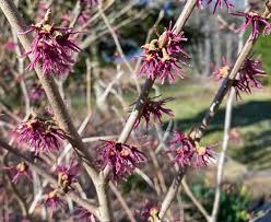 Attēlu rezultāti vaicājumam “Hamamelis vernalis flower”