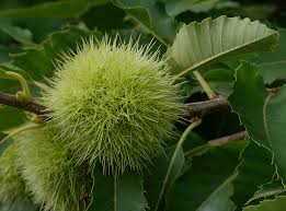 Attēlu rezultāti vaicājumam “Castanea sativa  fruit”