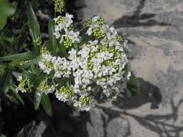 Attēlu rezultāti vaicājumam “Armoracia rusticana bud”