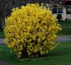 Attēlu rezultāti vaicājumam “Forsythia intermedia flower”