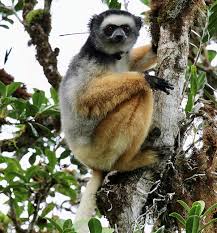 lemur ile ilgili görsel sonucu