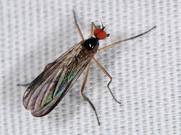 Attēlu rezultāti vaicājumam “Empididae”