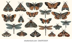 Attēlu rezultāti vaicājumam “Geometridae”