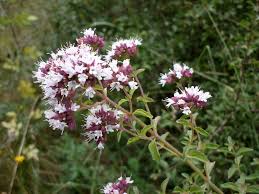 Image result for Origanum vulgare