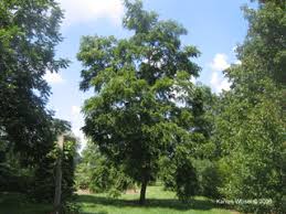 Attēlu rezultāti vaicājumam “Juglans cinerea”