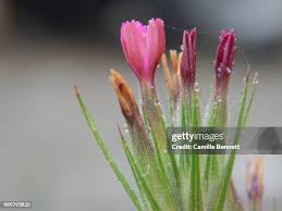 Attēlu rezultāti vaicājumam “Armeria vulgaris bud”