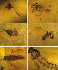 Attēlu rezultāti vaicājumam “Empididae”